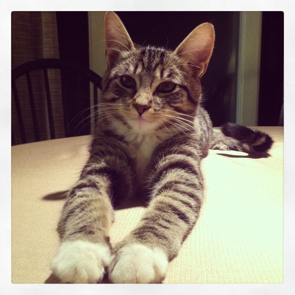 Meet your Posher, Tara